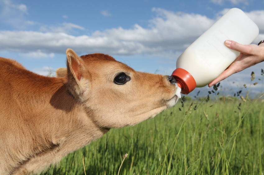 Feeding Systems for Calves