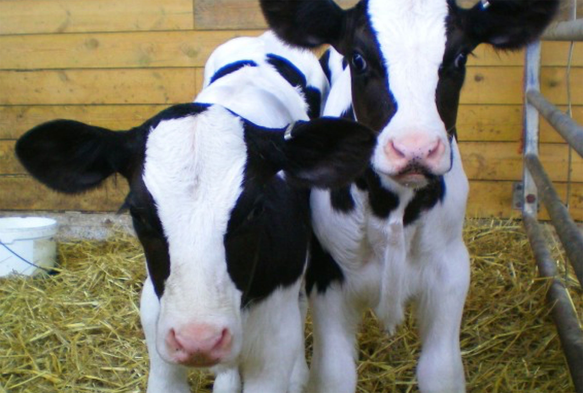 Problems with Pneumonia in young calves