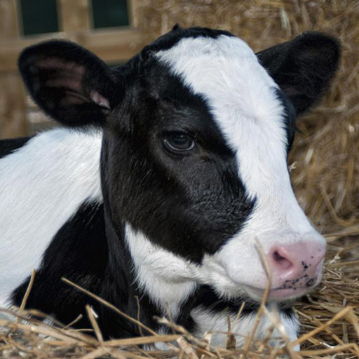 Guidelines for Calf Rearing